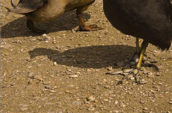 Zlomek z tvorby členky Královské fotografické společnosti