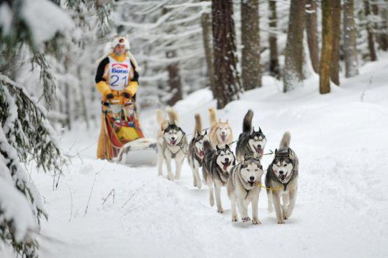 Na závody psích spřežení se na Janovičky u Broumova přišlo podívat 3 000 diváků