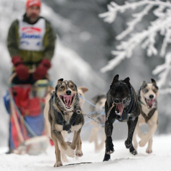 Janovičky patřily musherům a jejich psům