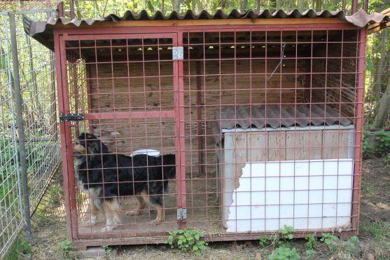 V broumovském psím útulku čeká na nové majitele dvanáct psů