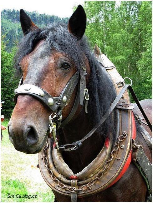 V Martínkovicích soutěžili koně ve třech disciplínách