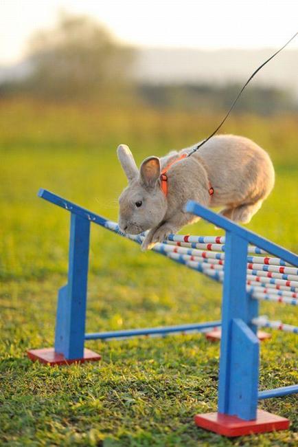 Králíci z Broumova uspěli na Grand Prix v Poděbradech