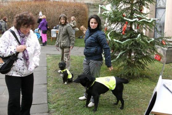 O pět zanedbaných psů z mediálně známého příběhu z Vysočiny se stará broumovský útulek