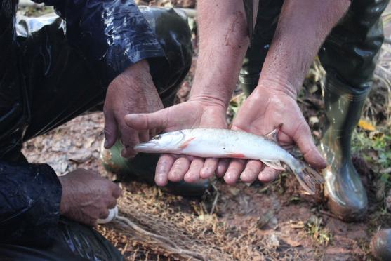 Ryby z rybníku v Hejtmánkovicích lovili hasiči