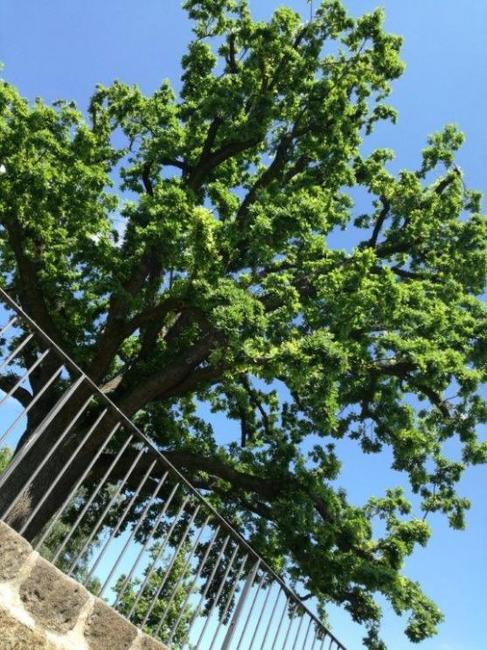 Broumovská zahradní slavnost 