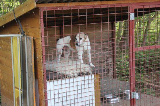V broumovském psím útulku čeká na nové majitele dvanáct psů