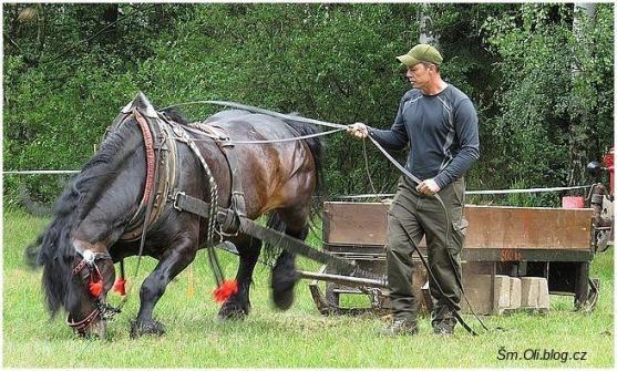 V Martínkovicích soutěžili koně ve třech disciplínách