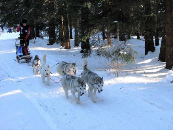 Změna místa závodům psích spřežení neuškodila. Naopak!