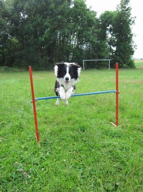 Psí parkur v Polici nad Metují zahajuje svoji činnost