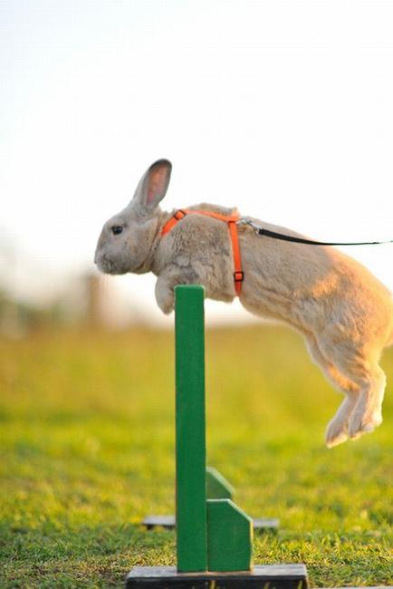 Králíci z Broumova uspěli na Grand Prix v Poděbradech