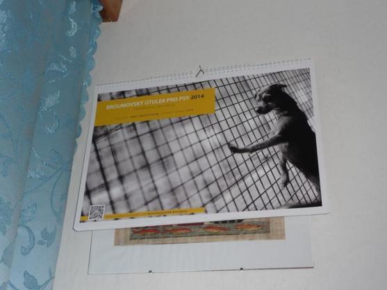 O pět zanedbaných psů z mediálně známého příběhu z Vysočiny se stará broumovský útulek