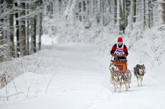 Na závody psích spřežení se na Janovičky u Broumova přišlo podívat 3 000 diváků