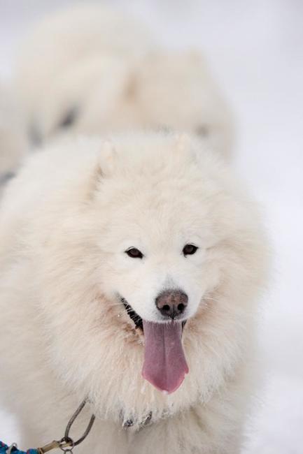 Janovičky patřily musherům a jejich psům