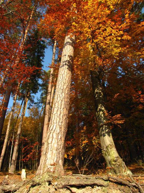 Fotoreportáž: Vzpomínka na barevný podzim