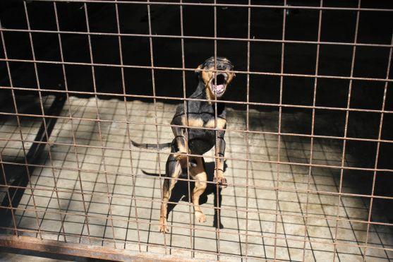 V broumovském psím útulku čeká na nové majitele dvanáct psů