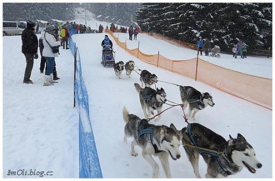 O víkendu běhali na Janovičkách sibiřští husky, aljašští malamuti, samojedi či grónští psi