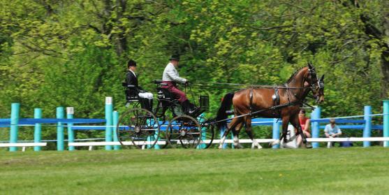 Jiří Nesvačil se stal vítězem v kategorii dvojspřeží při mezinárodních závodech koňských spřežení v Polici nad Metují