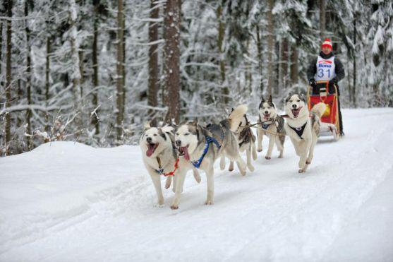 Na závody psích spřežení se na Janovičky u Broumova přišlo podívat 3 000 diváků