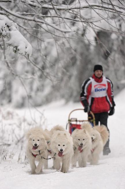Janovičky patřily musherům a jejich psům