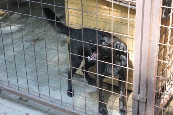 V broumovském psím útulku čeká na nové majitele dvanáct psů