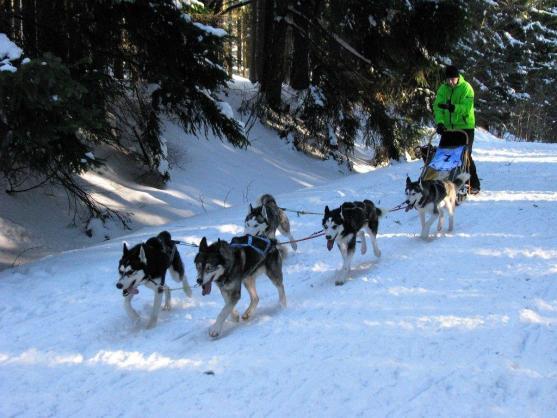 Změna místa závodům psích spřežení neuškodila. Naopak!