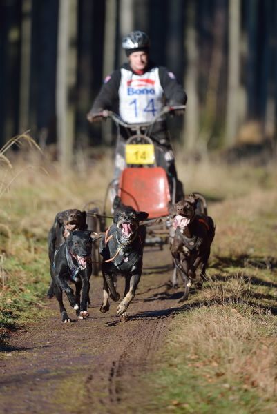 Letos se se psy běhalo a jezdilo na kárách, koloběžkách a kolech