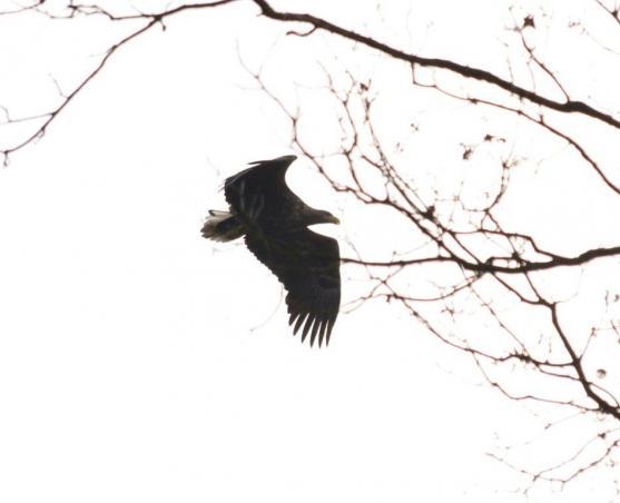 Orli na Broumovsku? Zatím ne, ale létají nedaleko 