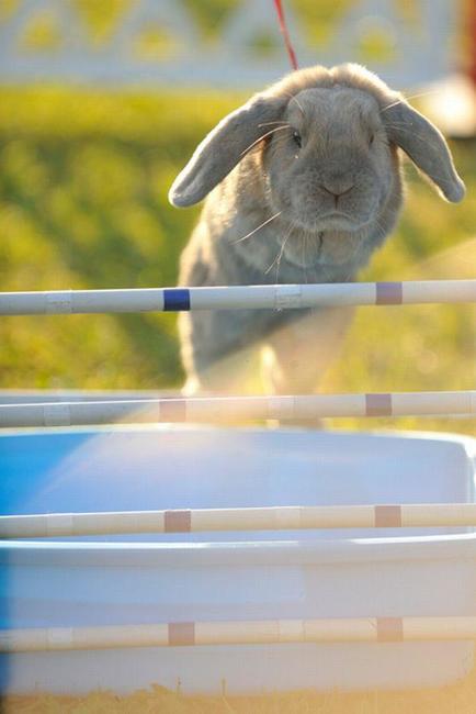 Králíci z Broumova uspěli na Grand Prix v Poděbradech