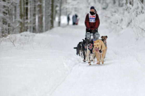 Na závody psích spřežení se na Janovičky u Broumova přišlo podívat 3 000 diváků