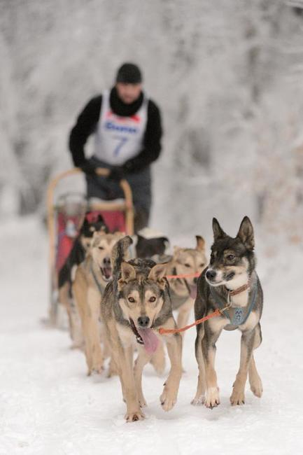Janovičky patřily musherům a jejich psům