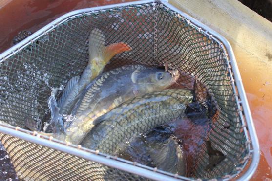 Ryby z rybníku v Hejtmánkovicích lovili hasiči