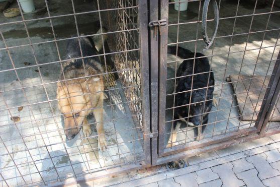 V broumovském psím útulku čeká na nové majitele dvanáct psů