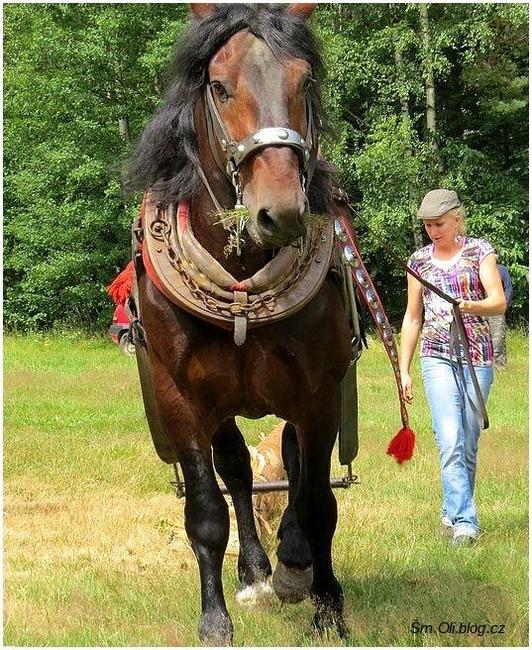 V Martínkovicích soutěžili koně ve třech disciplínách