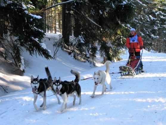 Změna místa závodům psích spřežení neuškodila. Naopak!