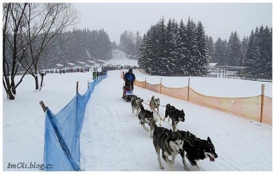 O víkendu běhali na Janovičkách sibiřští husky, aljašští malamuti, samojedi či grónští psi