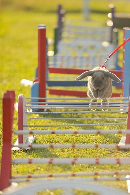 Králíci z Broumova uspěli na Grand Prix v Poděbradech
