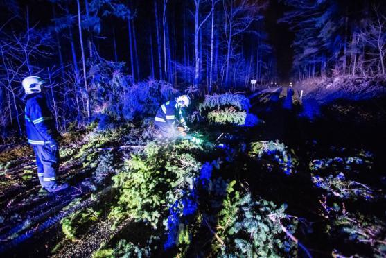 "Tragickým následkům dopravních nehod nejlépe zabrání prevence, nikoliv plošné kácení stromů," tvrdí nezisková organizace Arnika