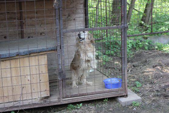 V broumovském psím útulku čeká na nové majitele dvanáct psů