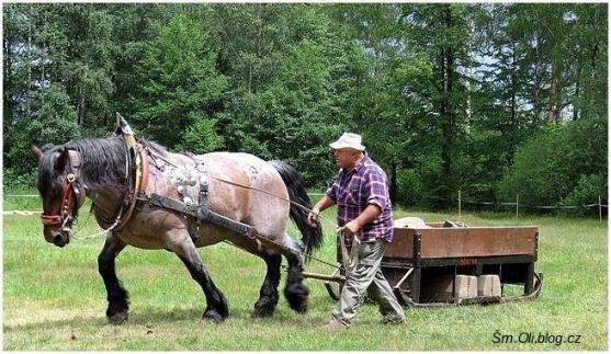 V Martínkovicích soutěžili koně ve třech disciplínách
