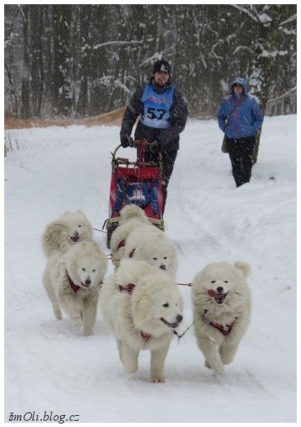 O víkendu běhali na Janovičkách sibiřští husky, aljašští malamuti, samojedi či grónští psi
