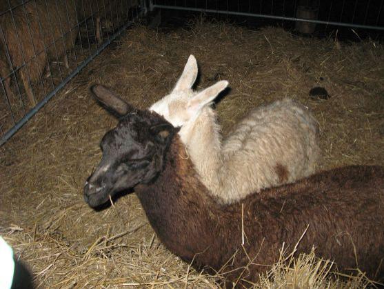 Broumov oslavil svátek Tří králů