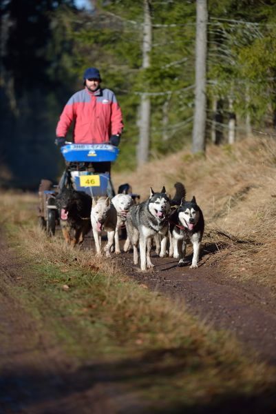 Letos se se psy běhalo a jezdilo na kárách, koloběžkách a kolech