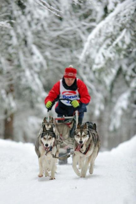 Na závody psích spřežení se na Janovičky u Broumova přišlo podívat 3 000 diváků