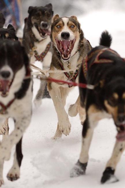 Janovičky patřily musherům a jejich psům