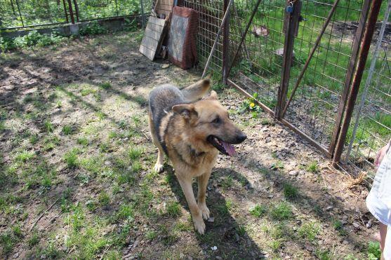 V broumovském psím útulku čeká na nové majitele dvanáct psů