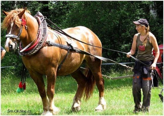 V Martínkovicích soutěžili koně ve třech disciplínách