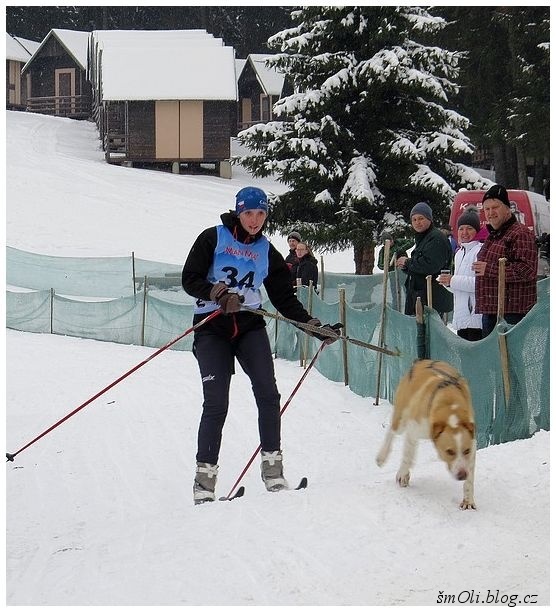O víkendu běhali na Janovičkách sibiřští husky, aljašští malamuti, samojedi či grónští psi