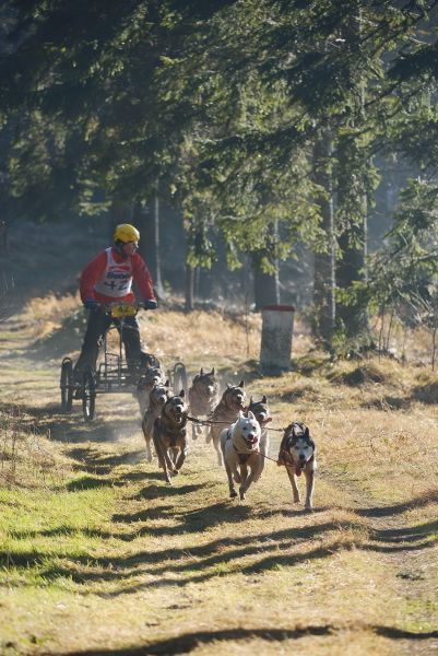 Letos se se psy běhalo a jezdilo na kárách, koloběžkách a kolech