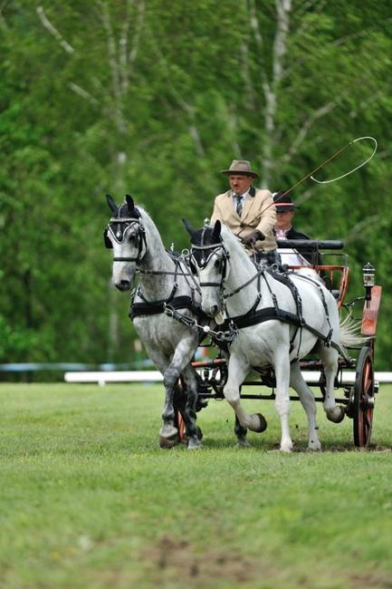Jiří Nesvačil se stal vítězem v kategorii dvojspřeží při mezinárodních závodech koňských spřežení v Polici nad Metují