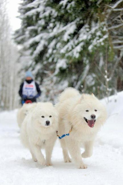 Na závody psích spřežení se na Janovičky u Broumova přišlo podívat 3 000 diváků
